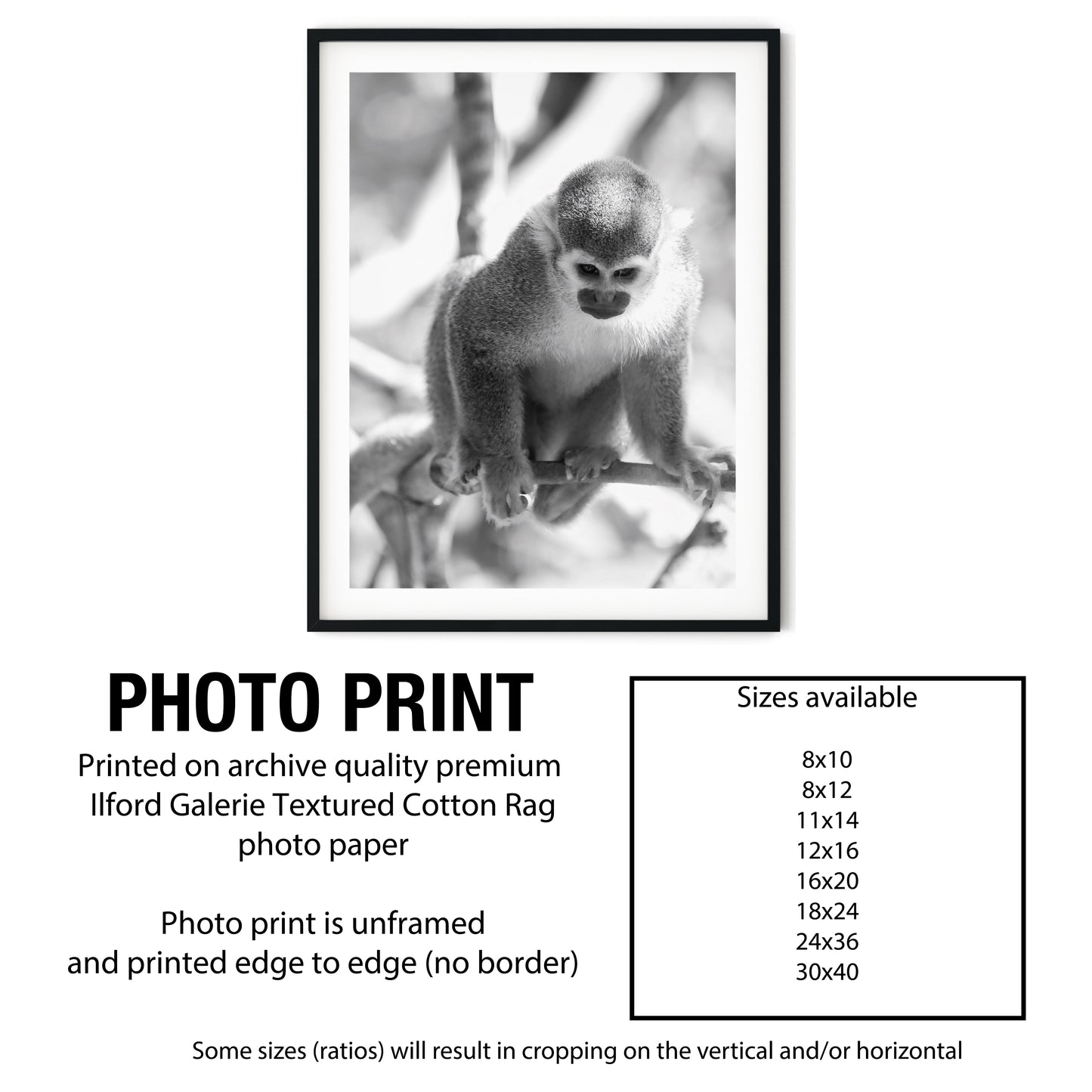 Curious Squirrel Monkey Wall Art