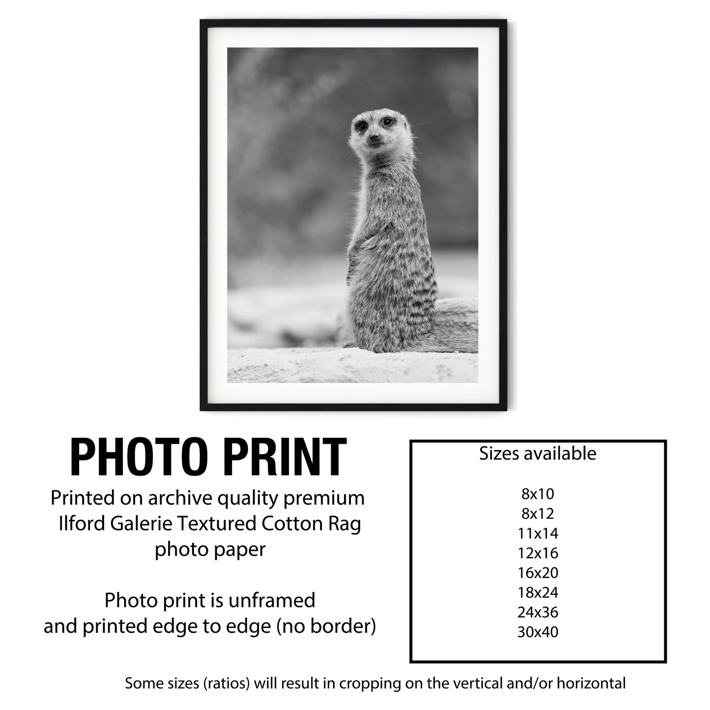 Black and White Meerkat Portrait