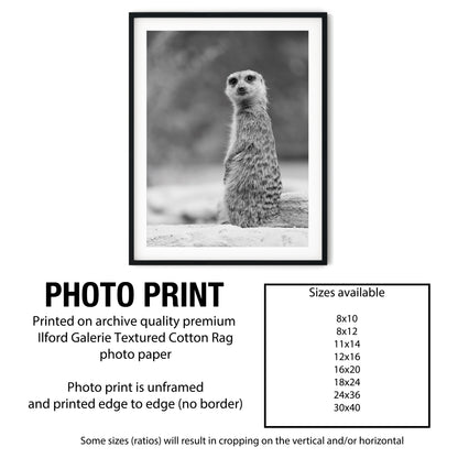 Black and White Meerkat Portrait