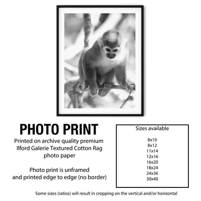 Curious Squirrel Monkey Wall Art