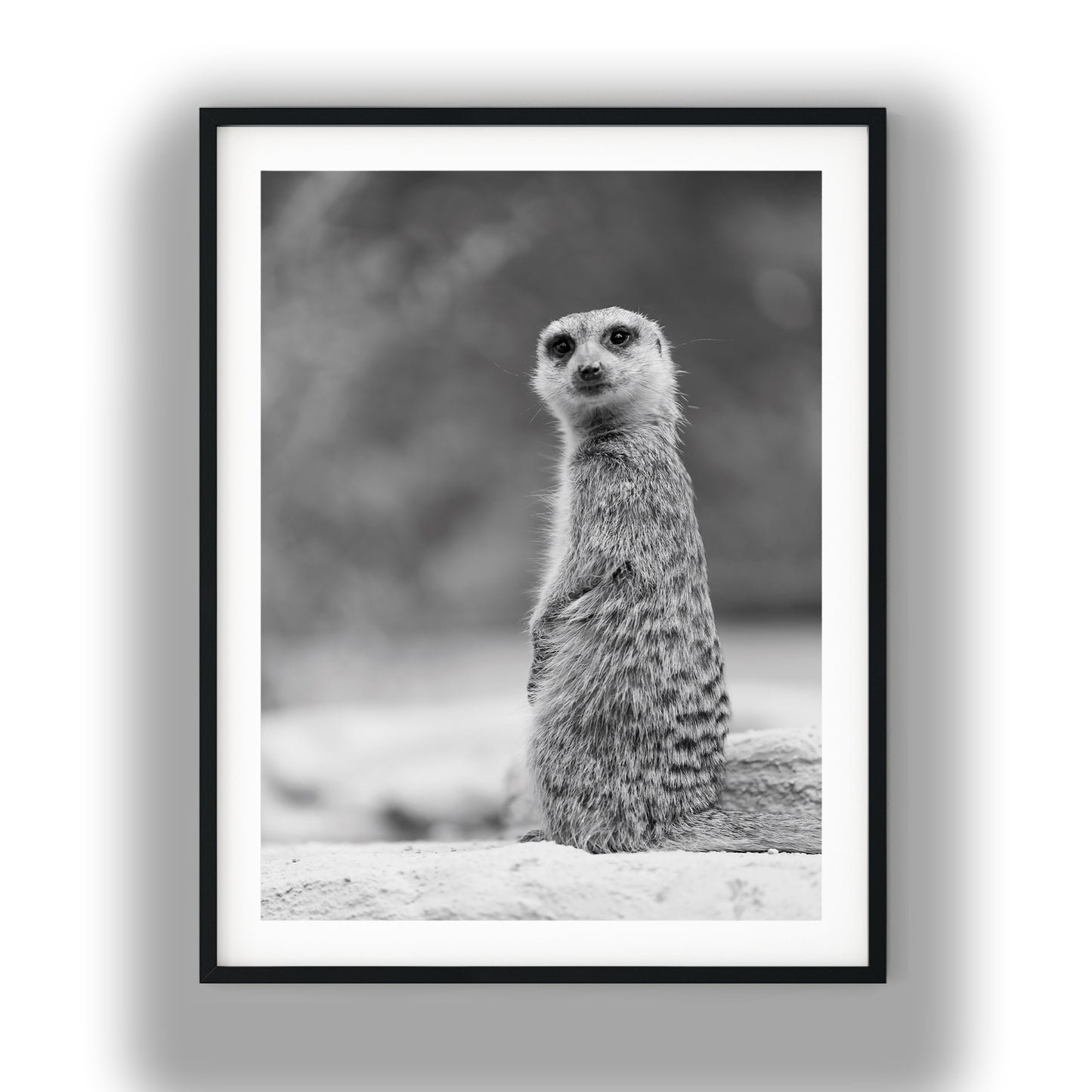 Black and White Meerkat Portrait