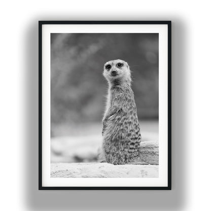 Black and White Meerkat Portrait