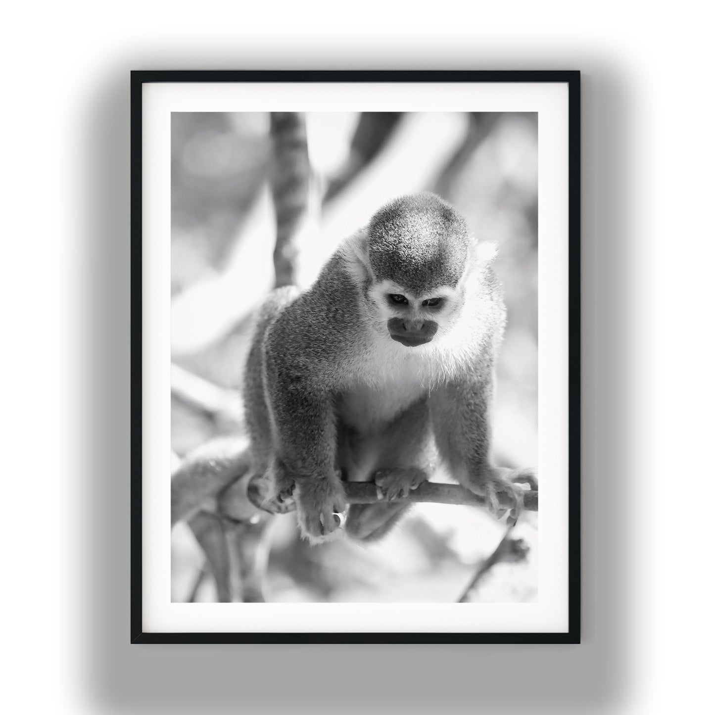 Curious Squirrel Monkey Wall Art