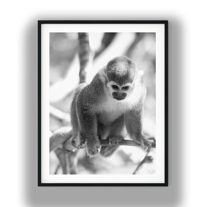 Curious Squirrel Monkey Wall Art
