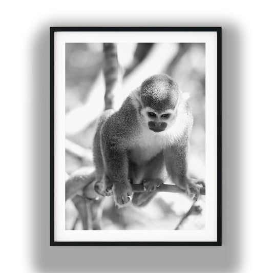 Curious Squirrel Monkey Wall Art