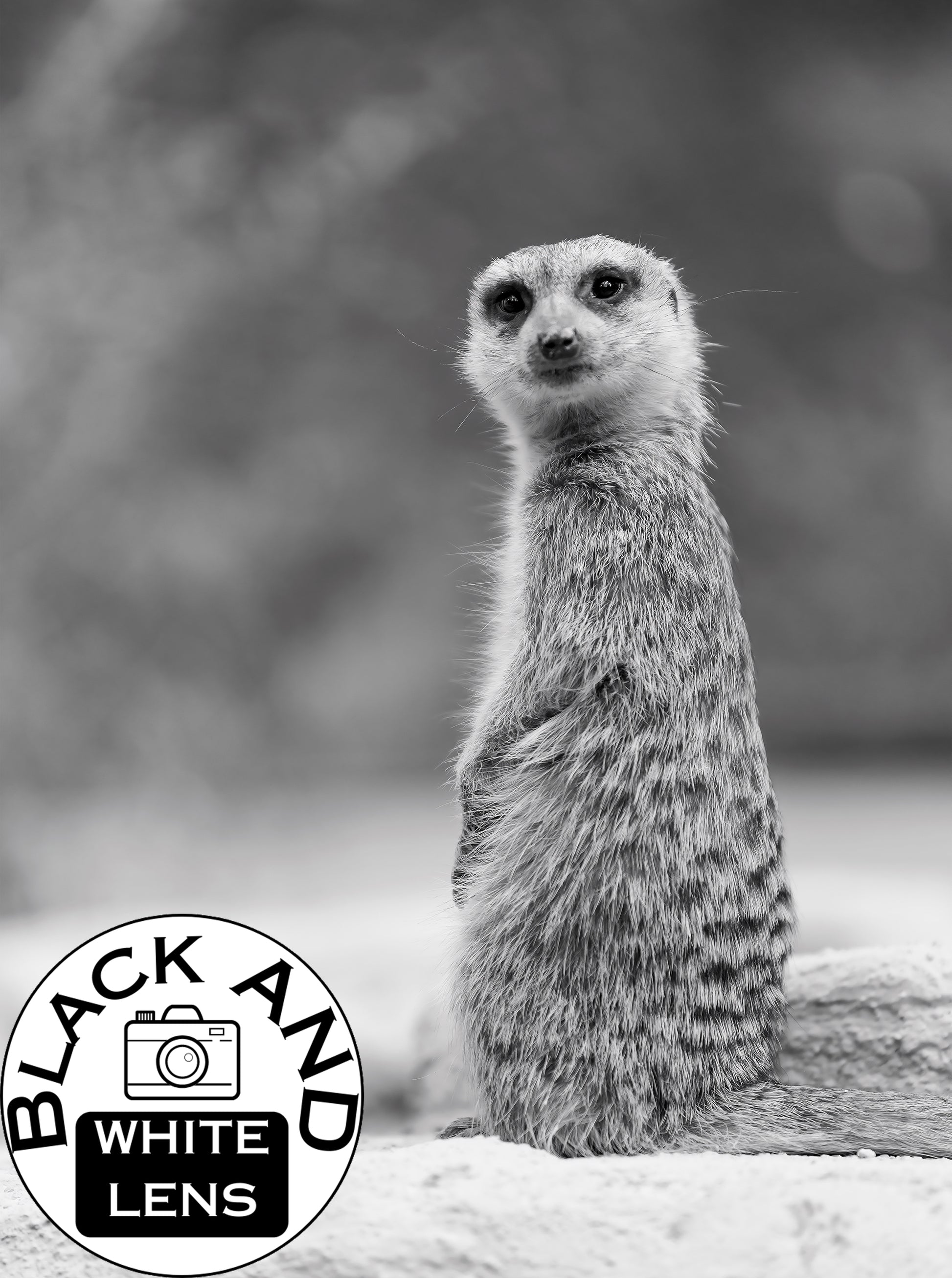 Black and White Meerkat Portrait