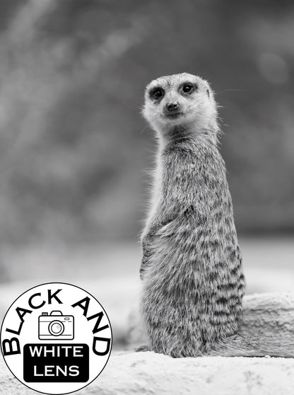 Black and White Meerkat Portrait