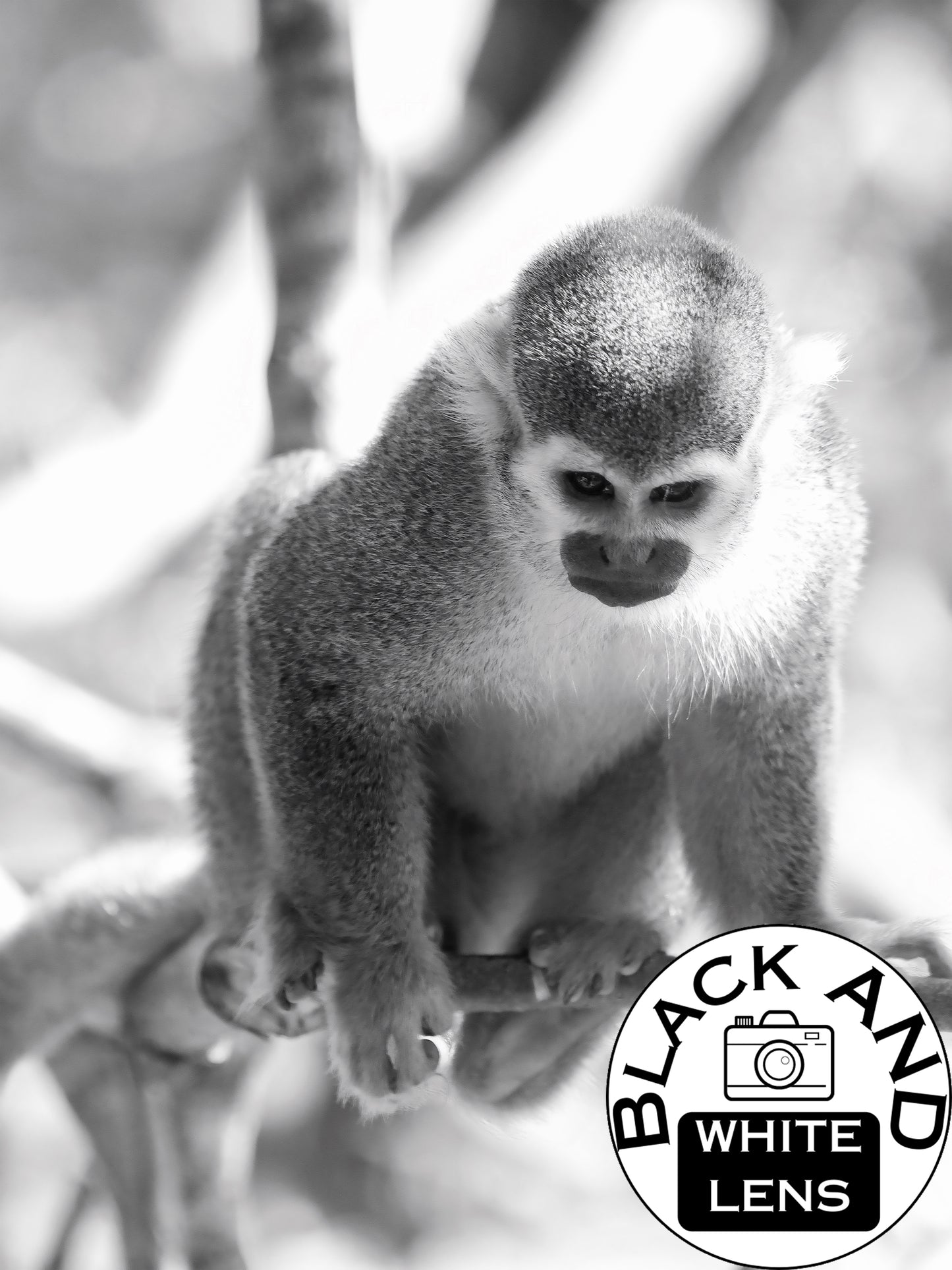 Curious Squirrel Monkey Wall Art