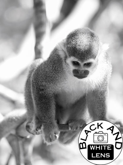 Curious Squirrel Monkey Wall Art
